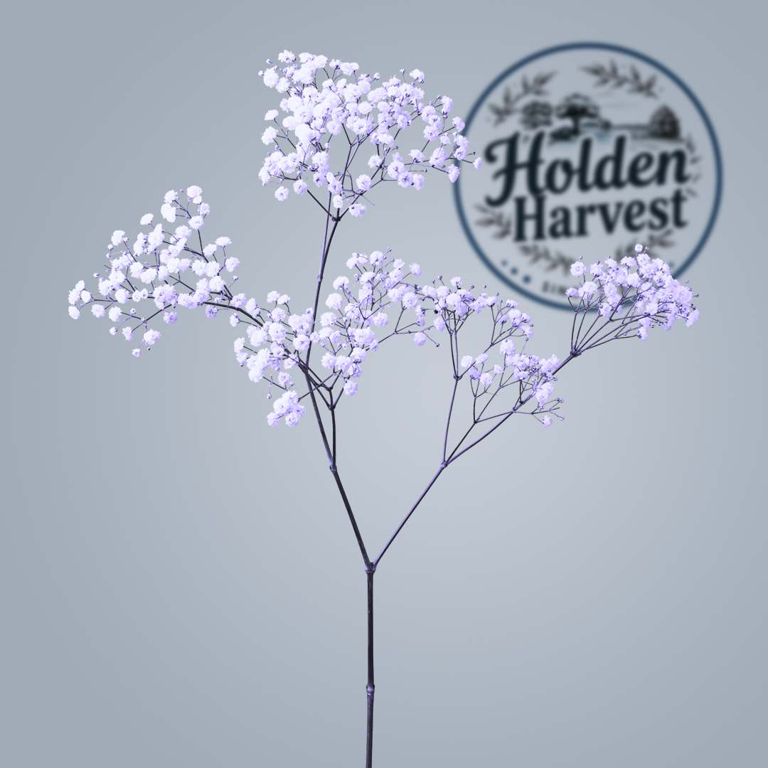Baby's Breath-blue-single